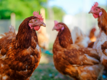 3 chickens in an open pen outside during the day, chickens in the distance are blurred