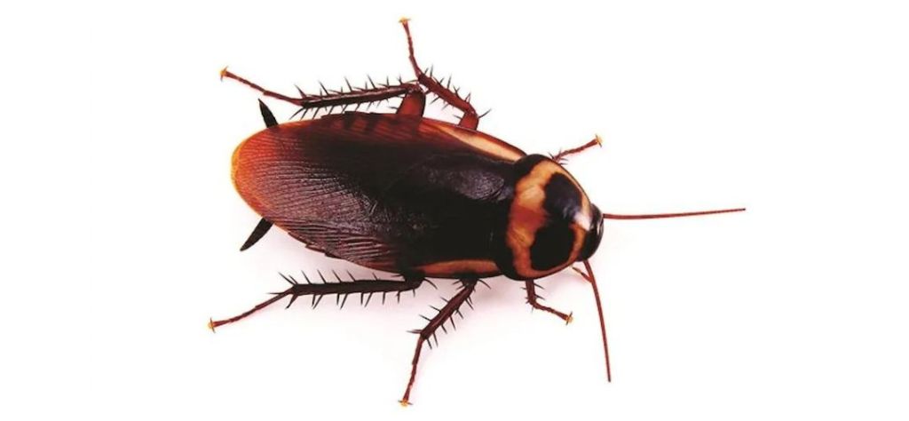 white background with cockroach in centre