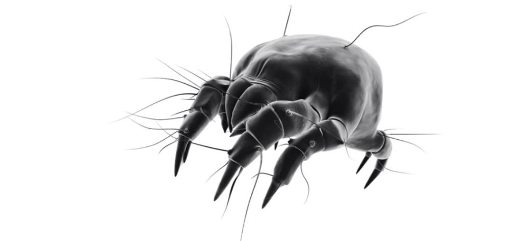 Mite on white background