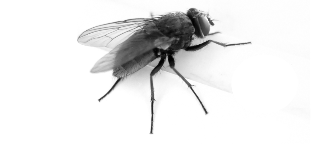 a black fly on white background