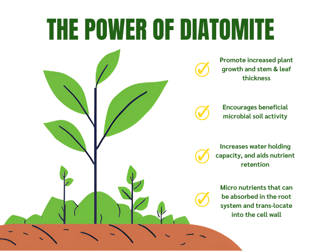 A diagram with the title, power of diatomite. Listing benefits such as: Promote increased plant growth and stem and left thickness. Also listing encourages beneficial microbial soil activity, increases water holding capacity, aids nutrient retention. Micro nutrients can be absorbed in the root system and trans locate into the cell wall.