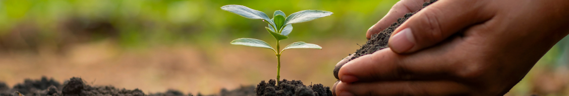 Natural soil conditioner Western Australian Attapulgite clay. Improves soil structure, boosts aeration and drainage, enhances nutrient retention for sustainable farming, even in sandy soils.
"The Department of Primary Industries & Regional Development (Government of Western Australia) has recommended using Attapulgite (AGRIFIX) to be used in small containers to retain nutrients at the rate of about 10% application by volume"
"The Department of Primary Industries & Regional Development (Government of Western Australia) has recommended using Attapulgite (AGRIFIX) to be used in small containers to retain nutrients at the rate of about 10% application by volume"