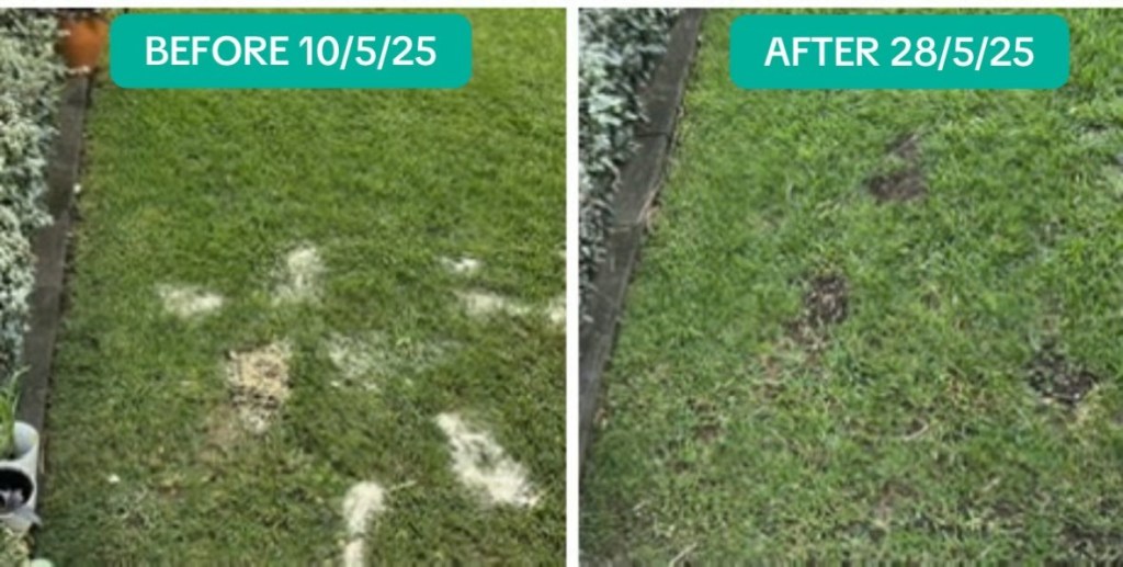 How Dog Urine Damages Lawns

Why Sprays Fail to Repair Lawn Damage

How Eco Pawz CleanUp™ Works on Your Lawn

Step-by-Step: Applying Eco Pawz to Urine Spots

Before & After Lawn Comparison 